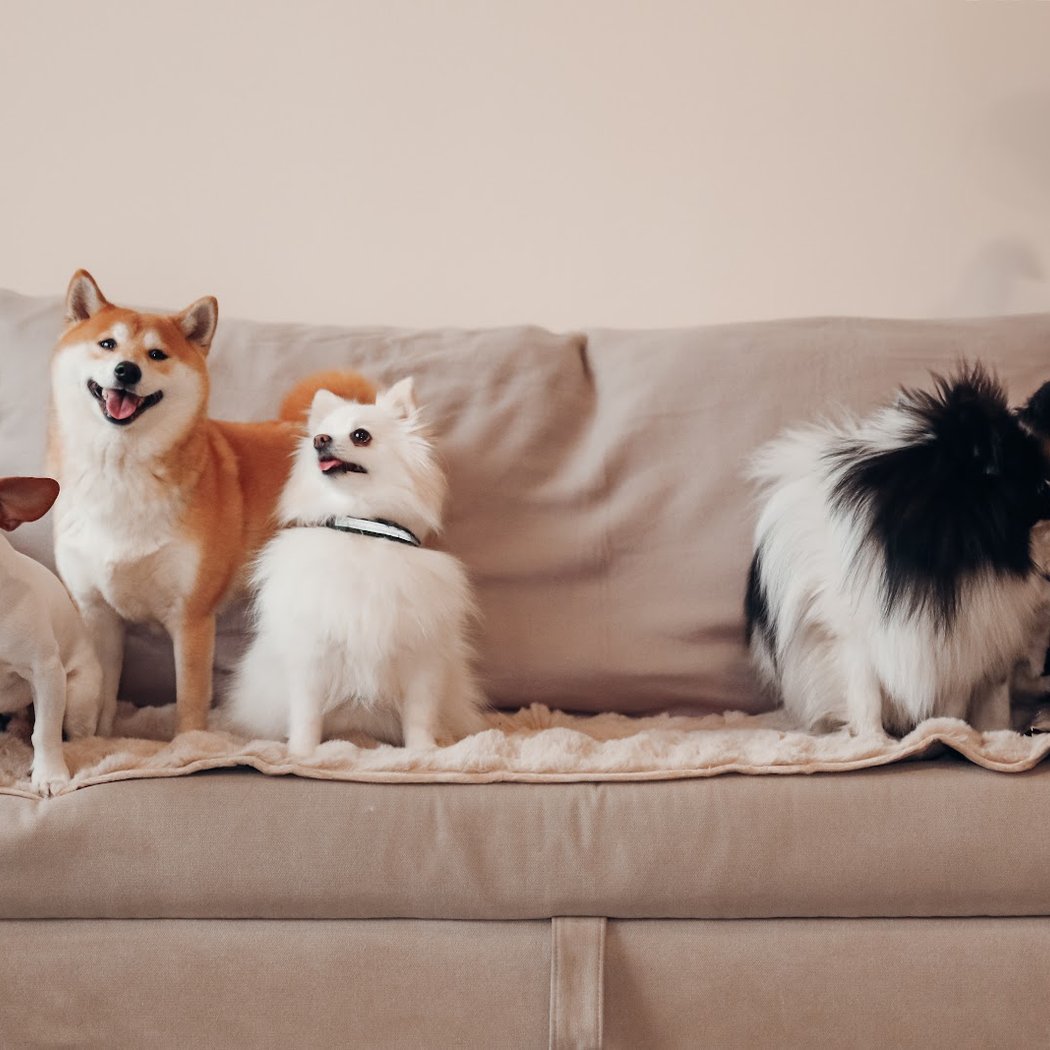 DOG DAYCARE 1