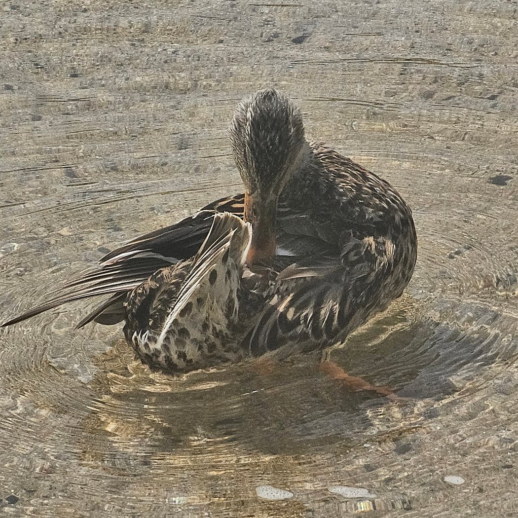 East Bay Regional Park 3