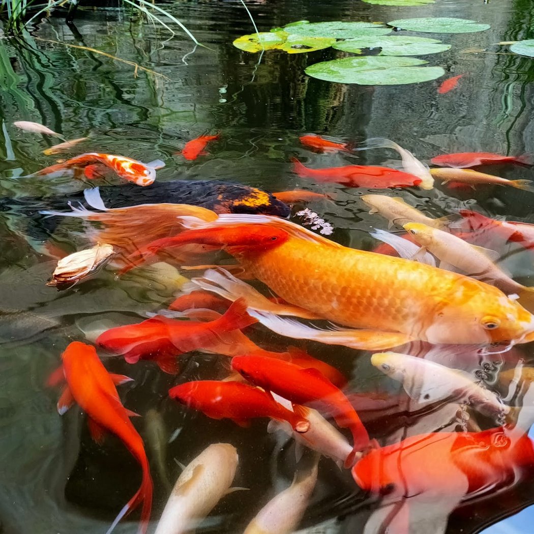 Acquario Civico e Stazione Idrobiologica di Milano 4