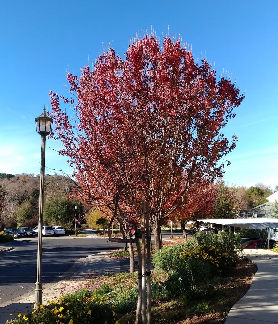 Clark A Blasdel Park 3