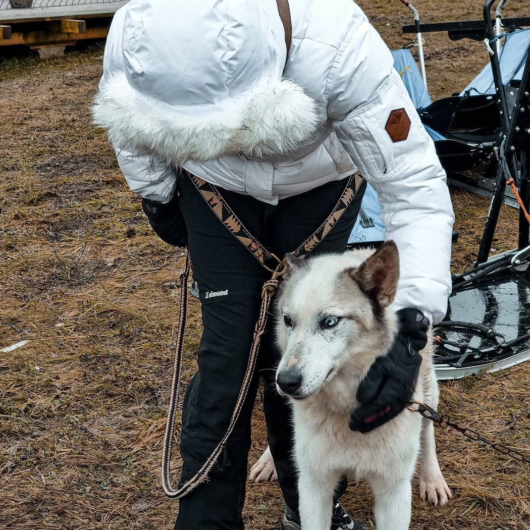 Free Sled - Chiens de traîneau 1