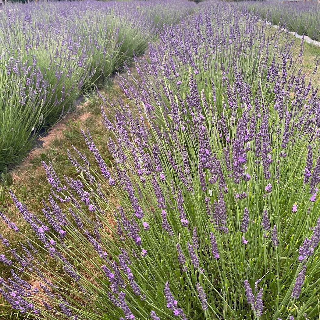 Lavenwood Farms 2