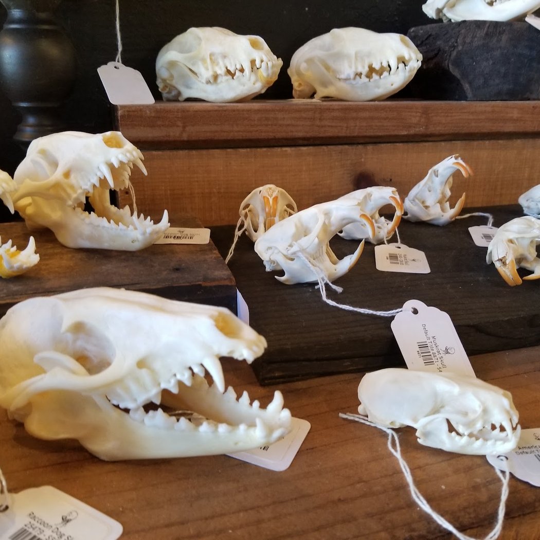 Paxton Gate's Insect Pinning Class: Five Horned Rhinoceros Beetle 1