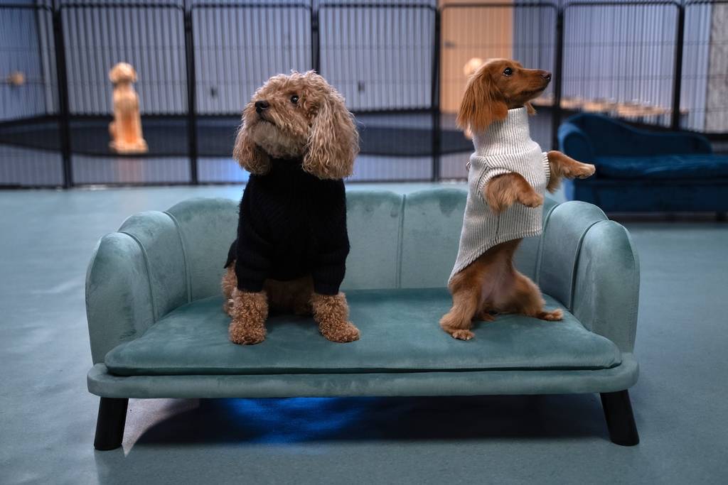 Happy Tails Pup Experience 1