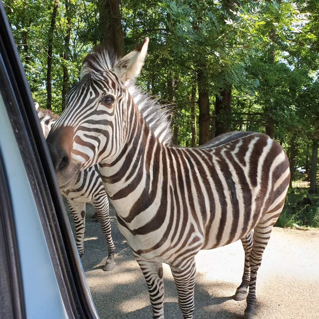 Safari de Peaugres 2