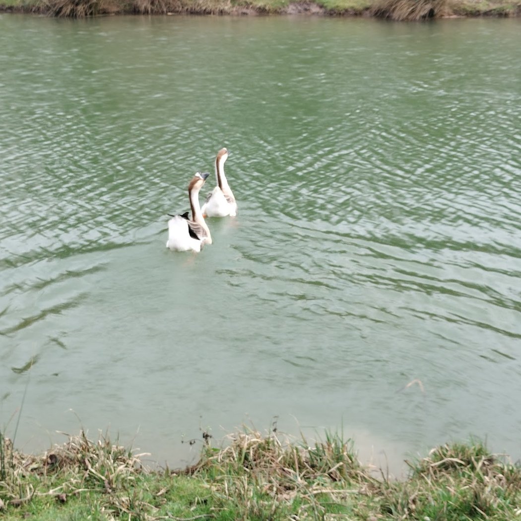 Les eaux des oies 3