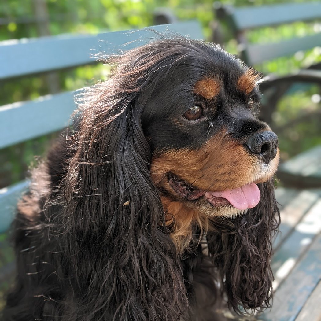 Stuyvesant Park Dog Run 3