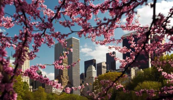 Cherry Blossoms on the Reservoir Tour 1
