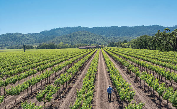 Paradigm Winery 3