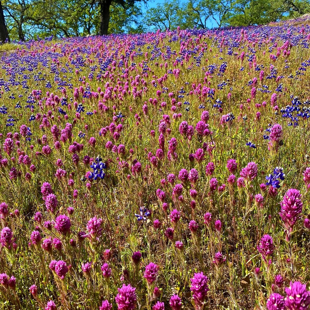 Wantrup Wildflowers 2