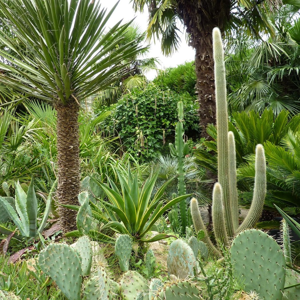 an exotic garden 2