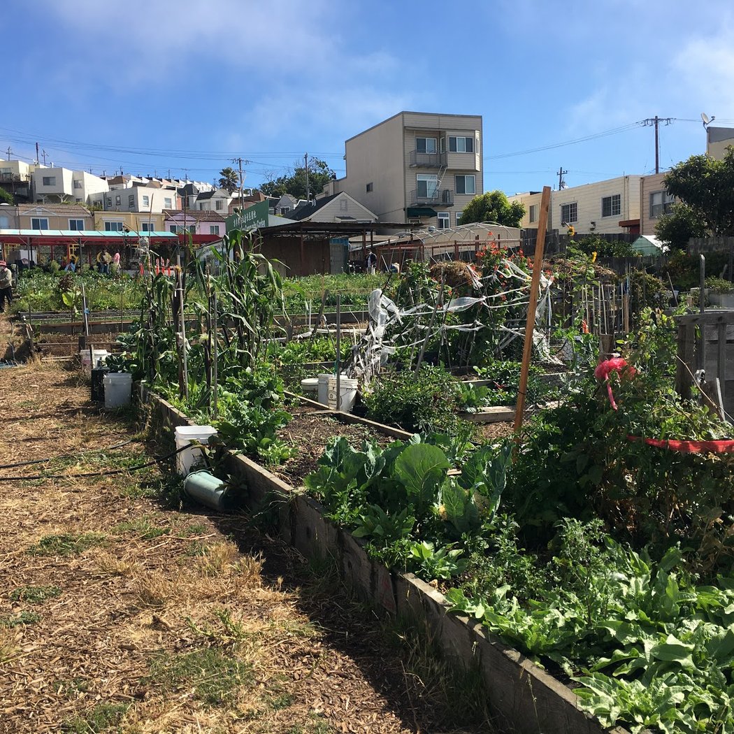 Florence Fang Community Farm 3
