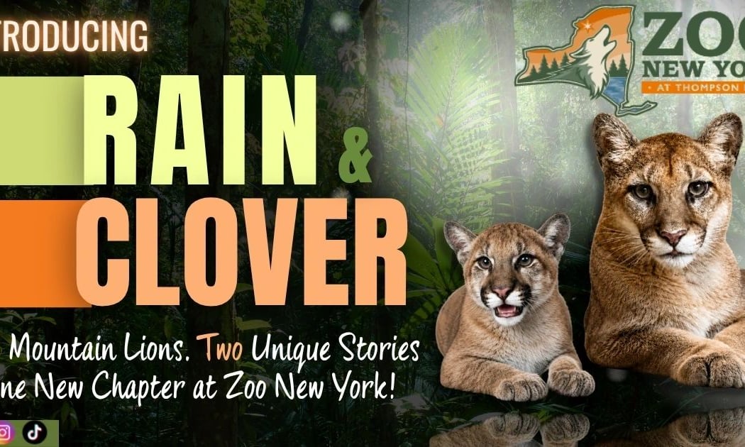 Zoo New York 1
