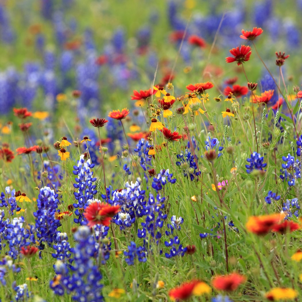 Native Wildflower Gardens Workshop 3