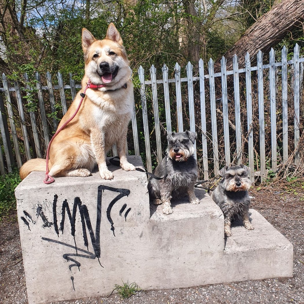 Second Nature K9 3