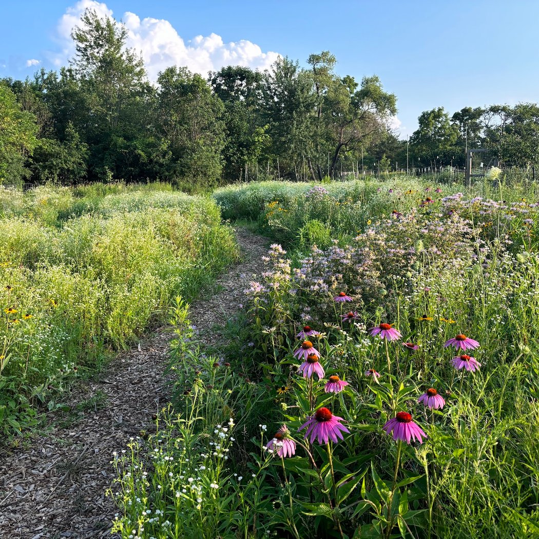 Greenview and Pioneer Woods Nature Area 1