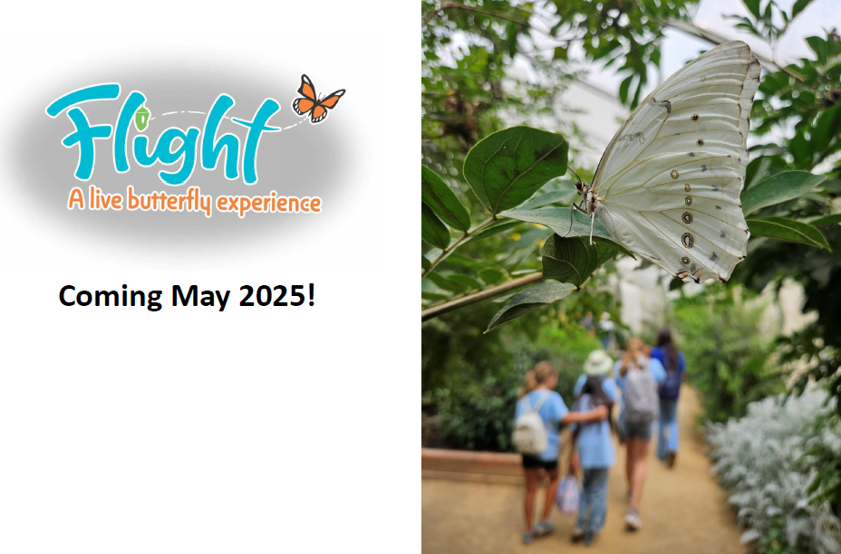 Flight: A Live Butterfly Experience 1