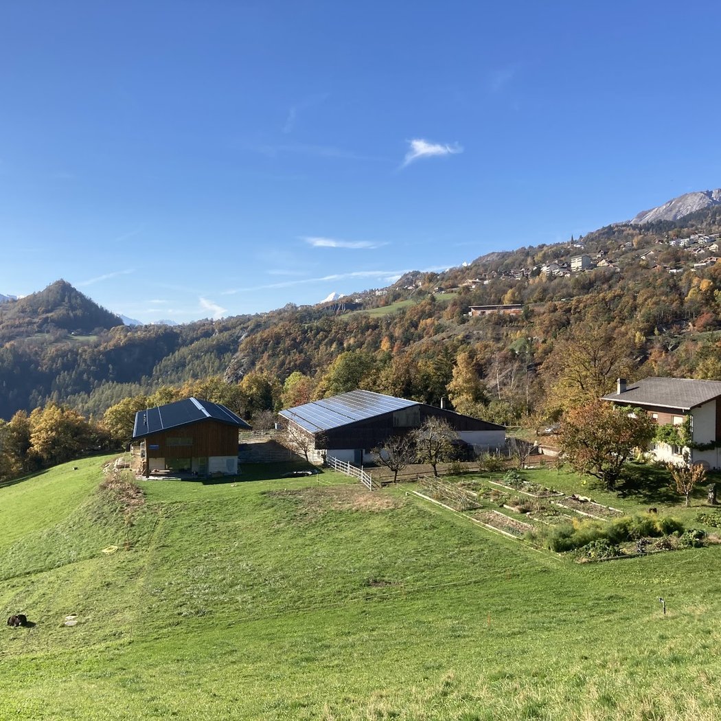 La chèvre pédagogique 2