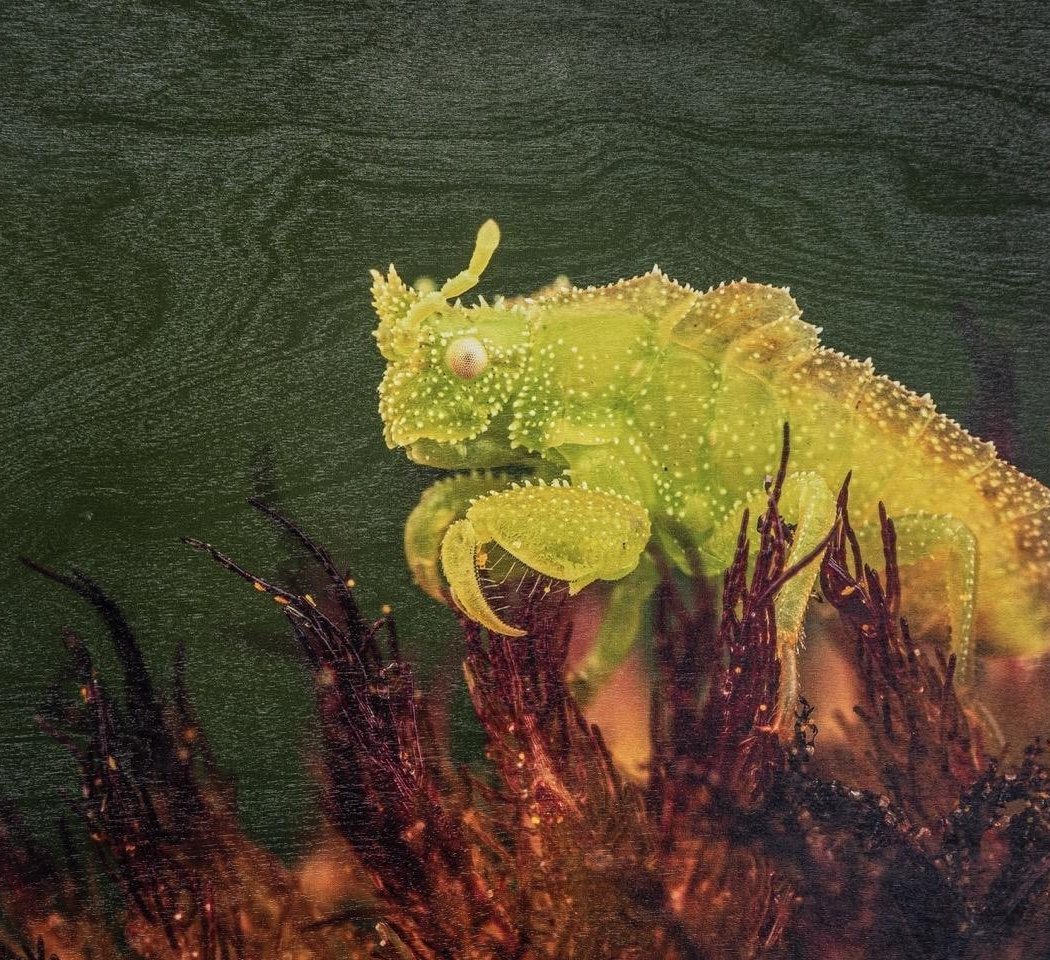 Art Exhibit- Closer: A look at the tiny world around us 2