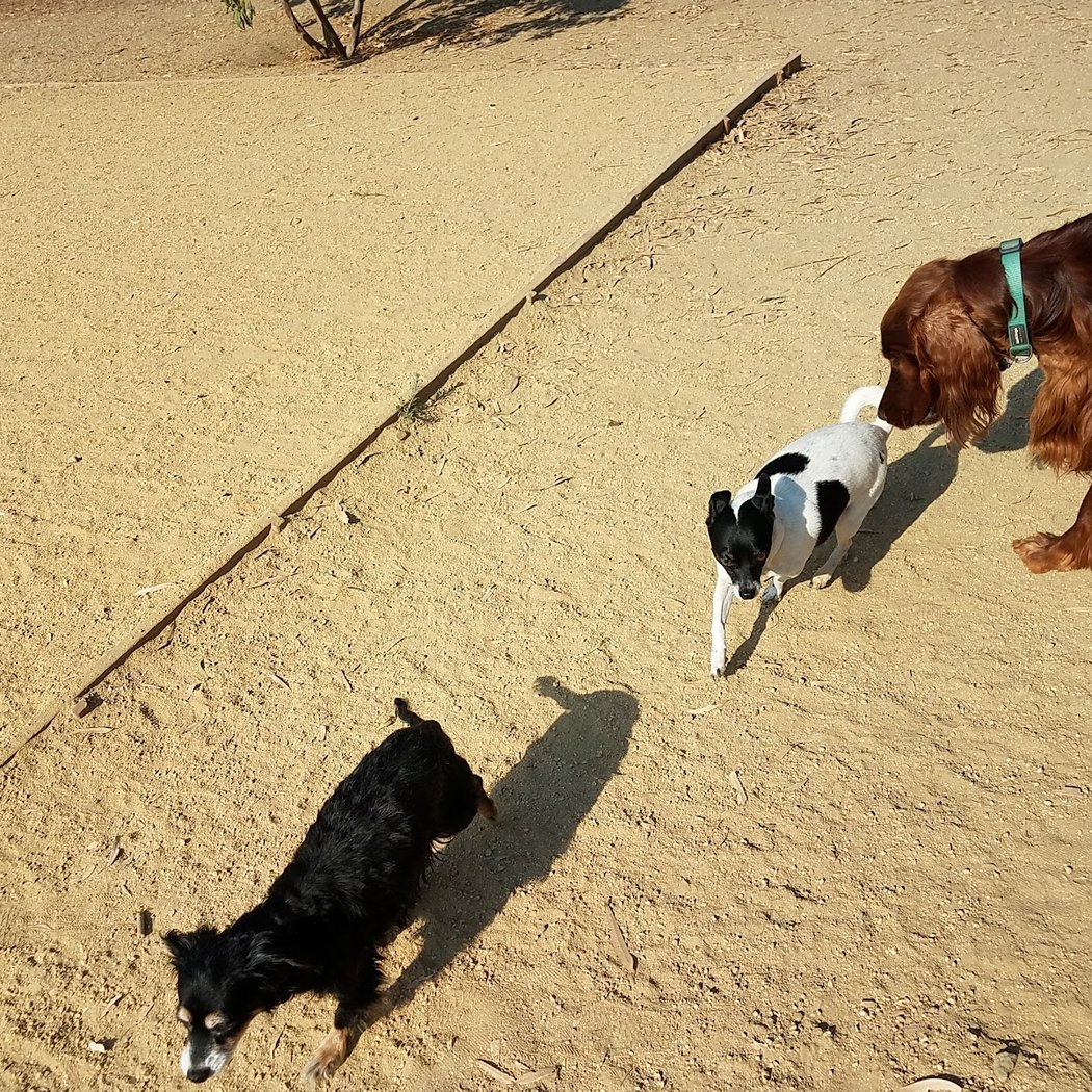 Mary Avenue Dog Park 3