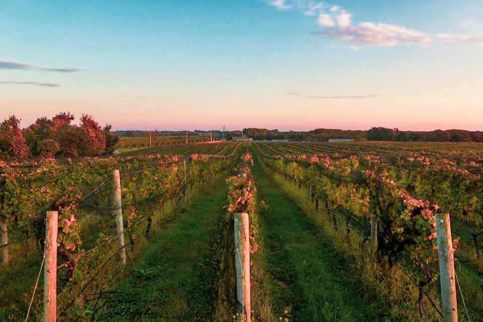Macari Vineyards 1