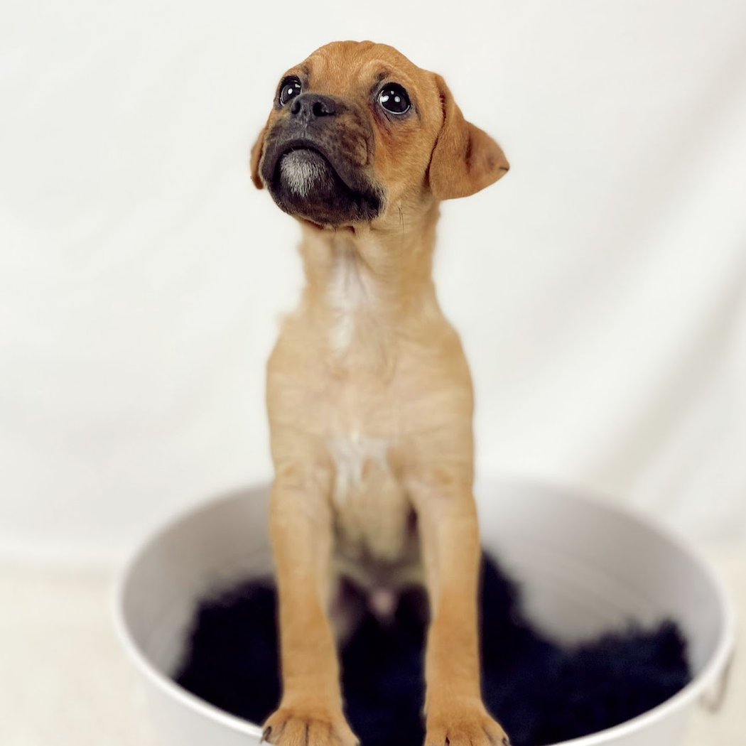 Almost There: A Mom + Pups Rescue 1