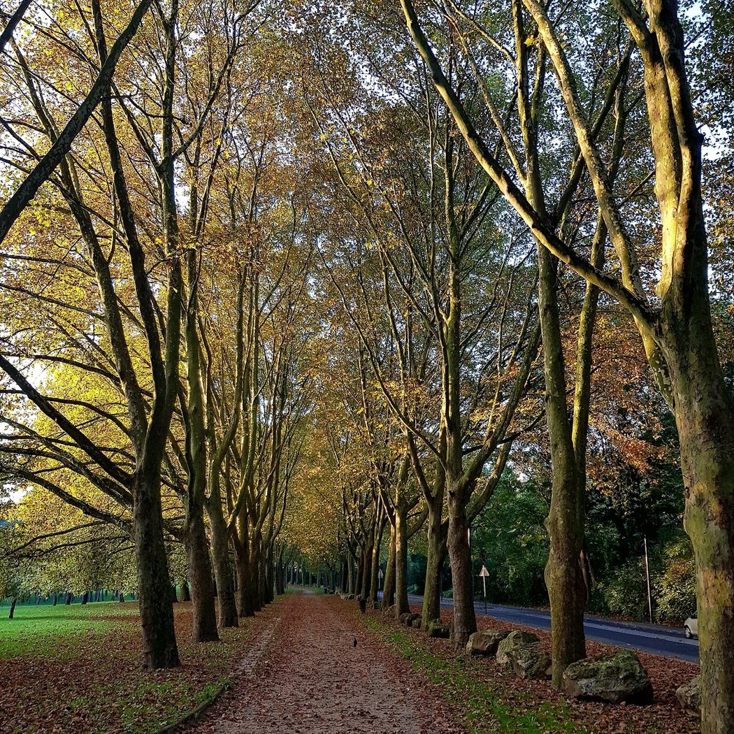 Parc de la Sapinière 1