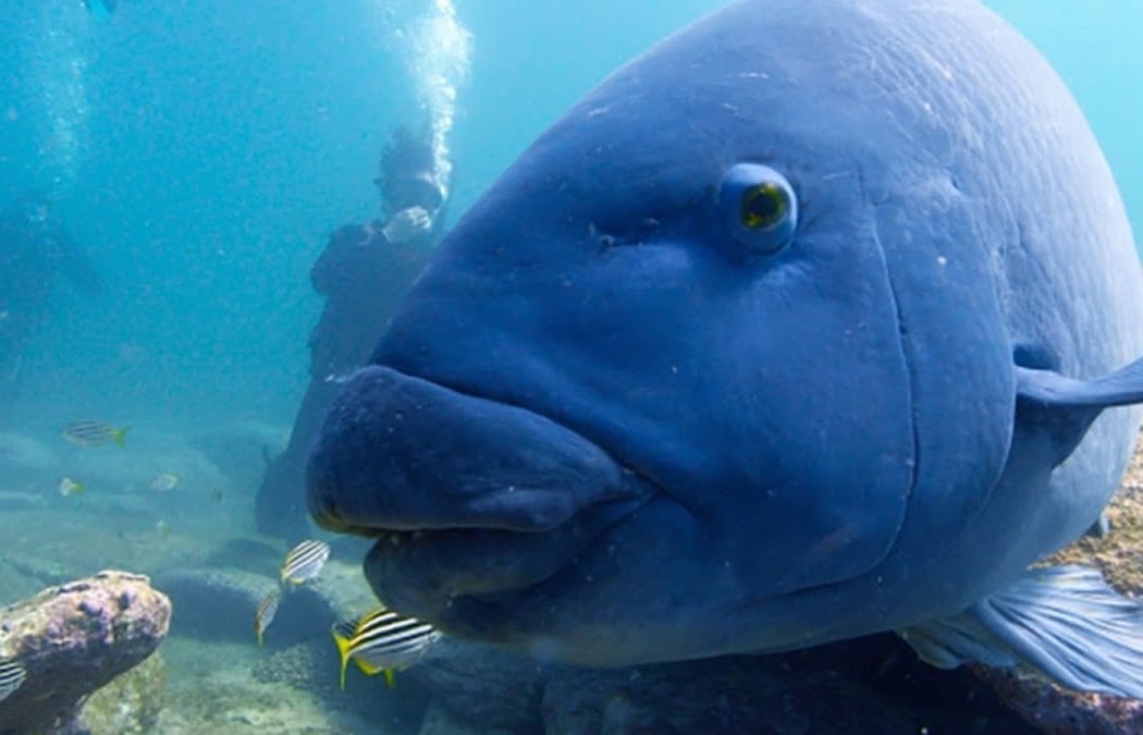 PADI Freediver Course 2