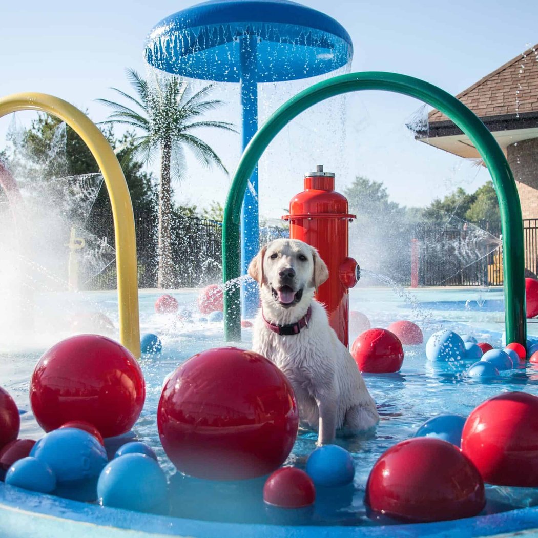 Pooch Party 4