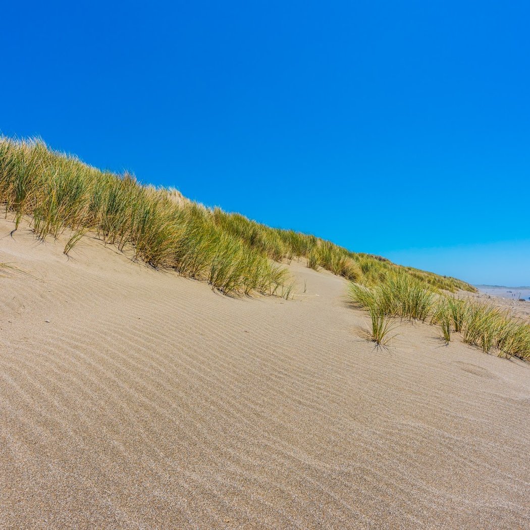 Bodega Dunes Beach 2