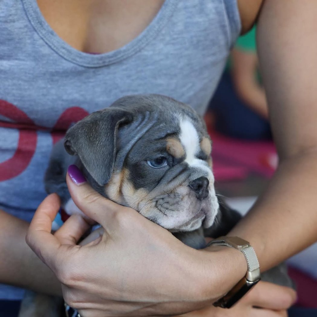 Old English Bulldog Puppy Yoga 3