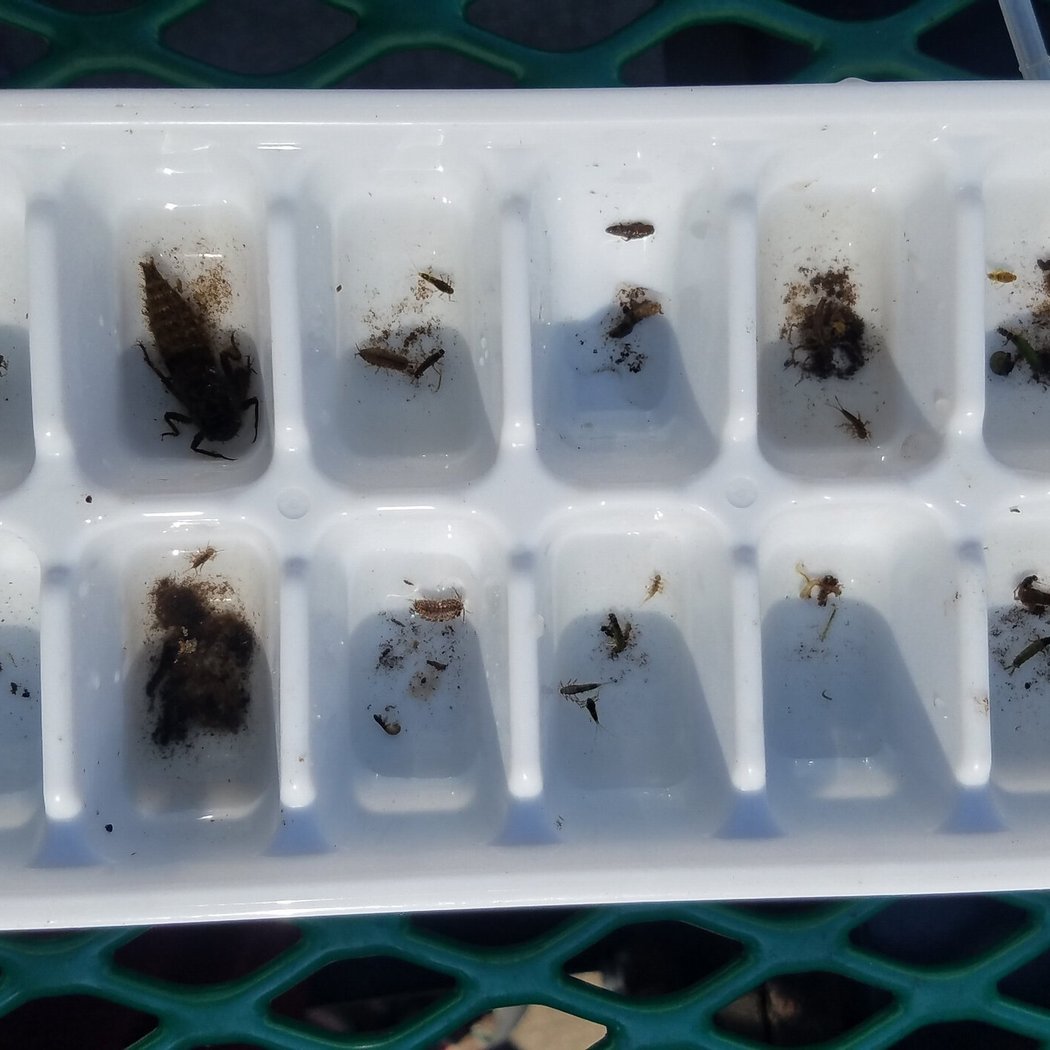 Macroinvertebrate Survey 2