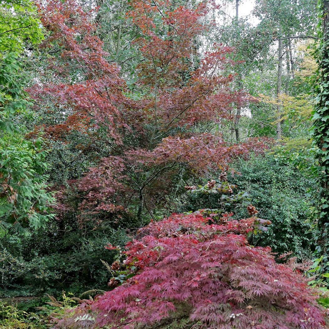 Visite de l'arboretum 4