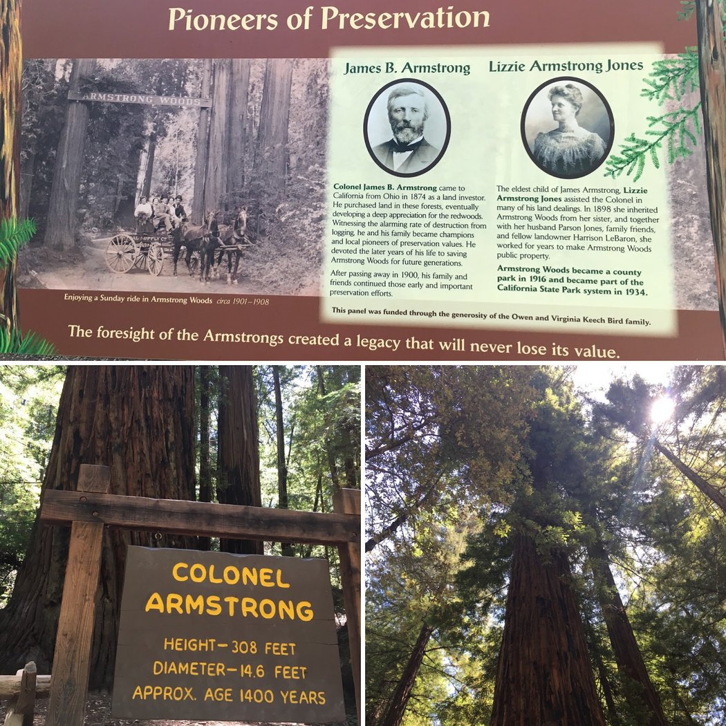 Colonel Armstrong Tree 3