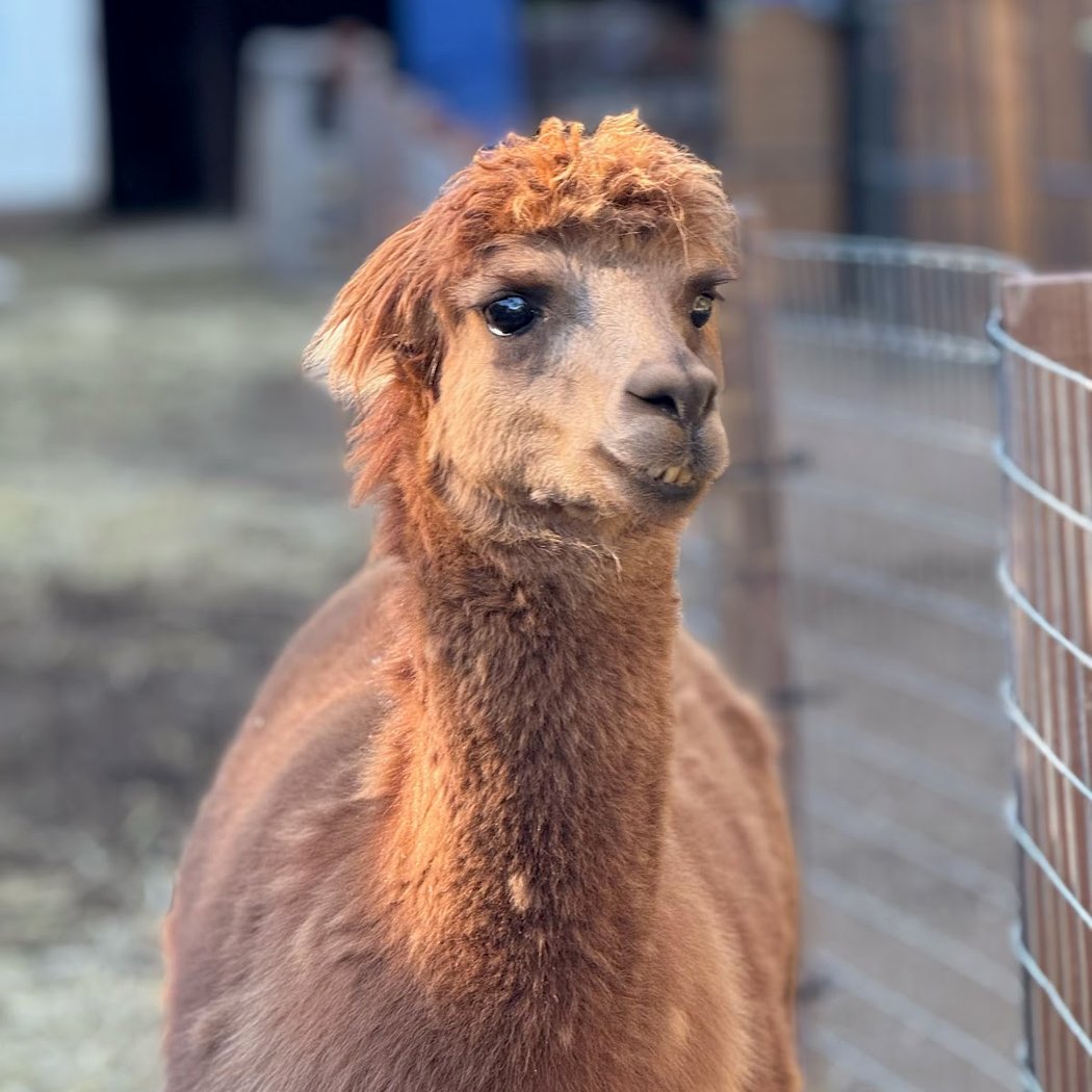 Alma Bonita Animal Rescue 1