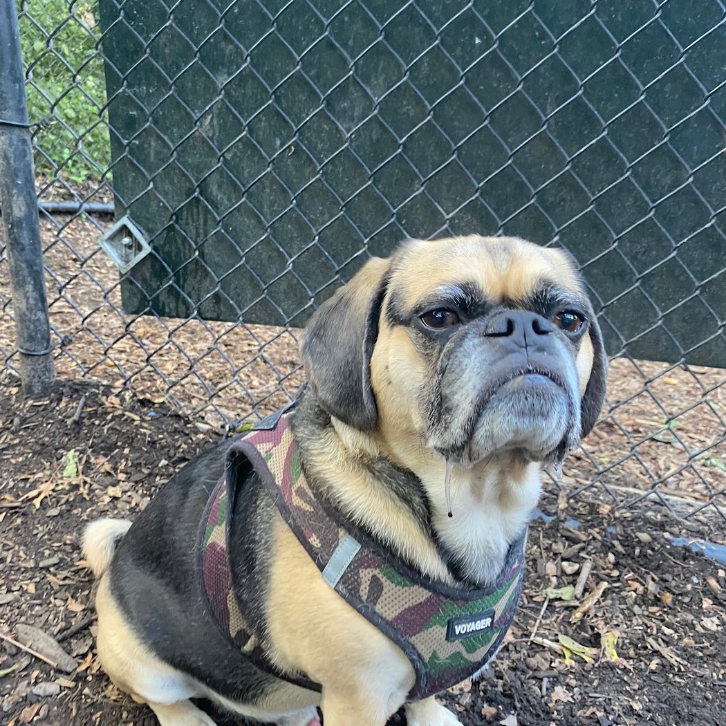 Morningside Park Dog Run 3