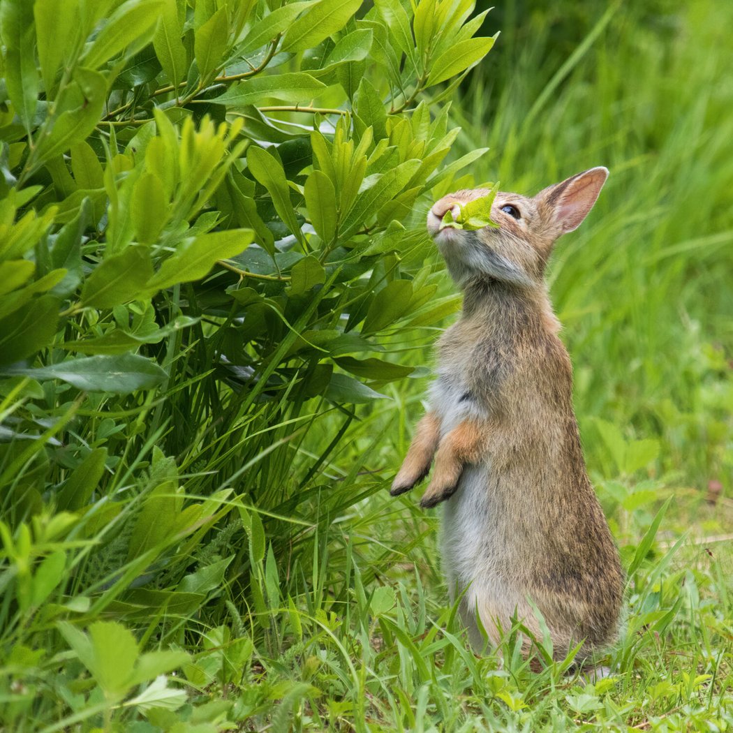 Honey Bunny 1