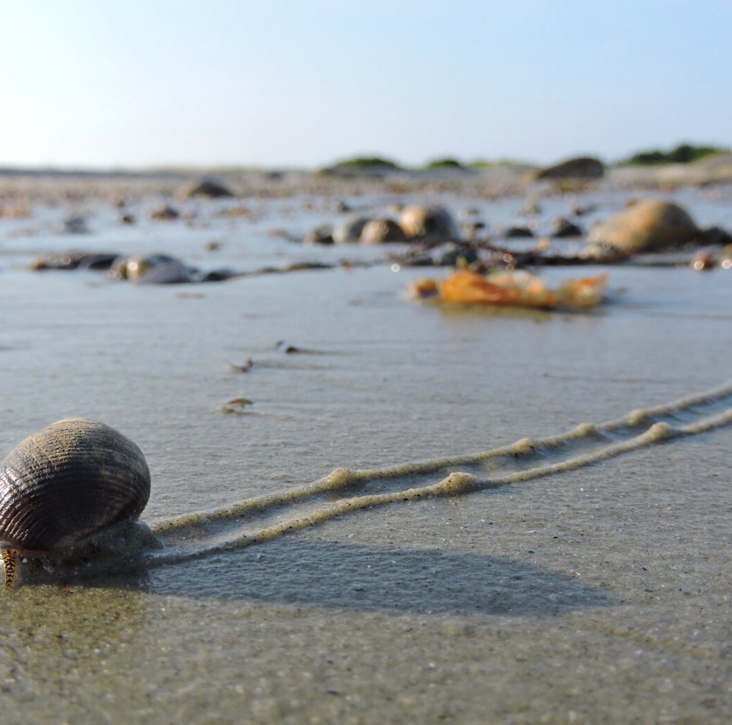 Feed the Beach Creatures: Sandy Beach Dwellers 1
