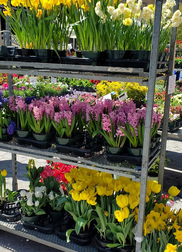 Mount Sinai Greenmarket 1