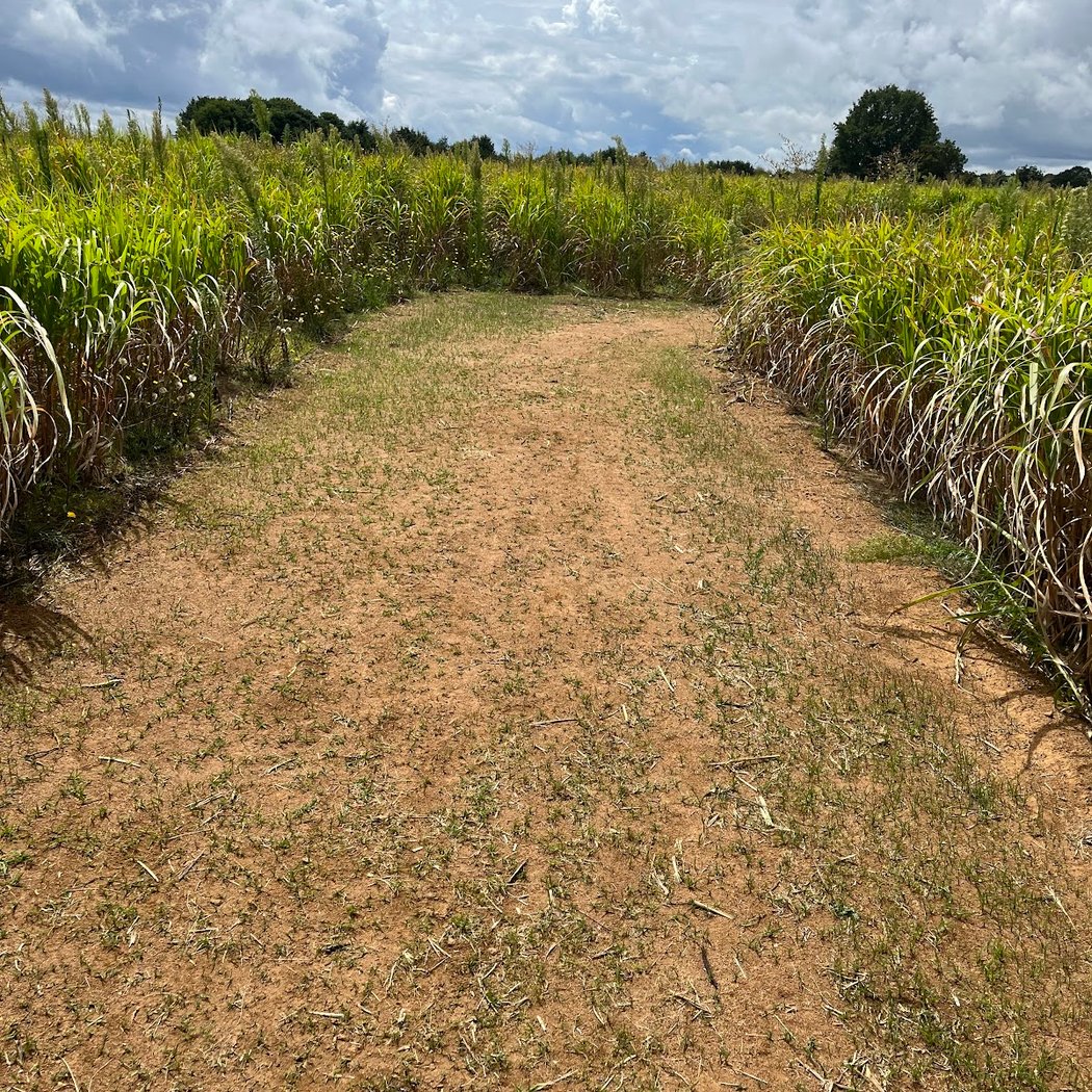 Romagna Vegetal Maze 3