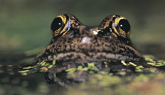 Protecting the California Red-Legged Frog 1