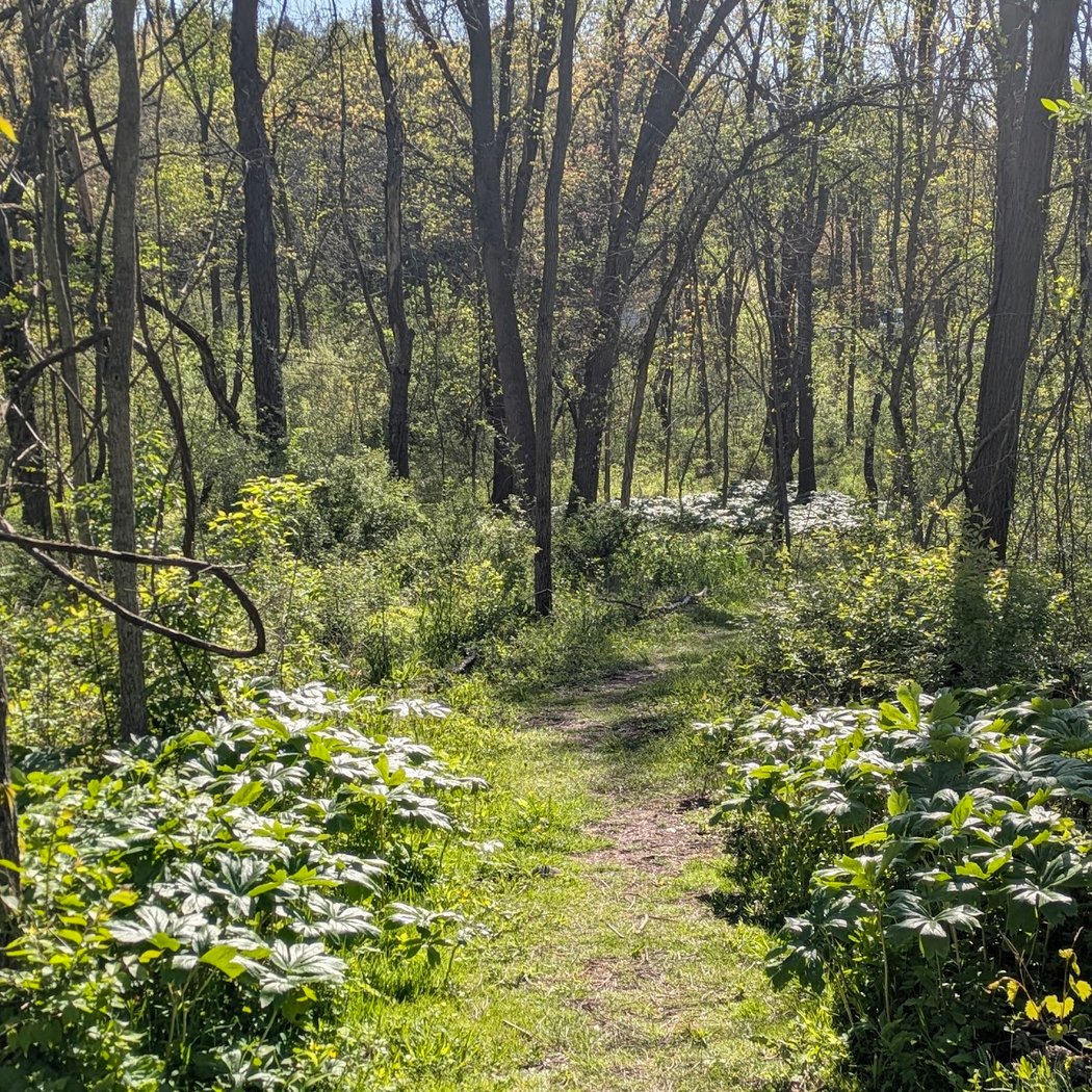 Van Curler Preserve North 1