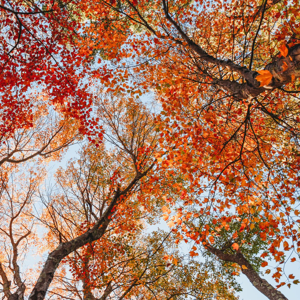 Nature Time Stories: Fall Leaves 1