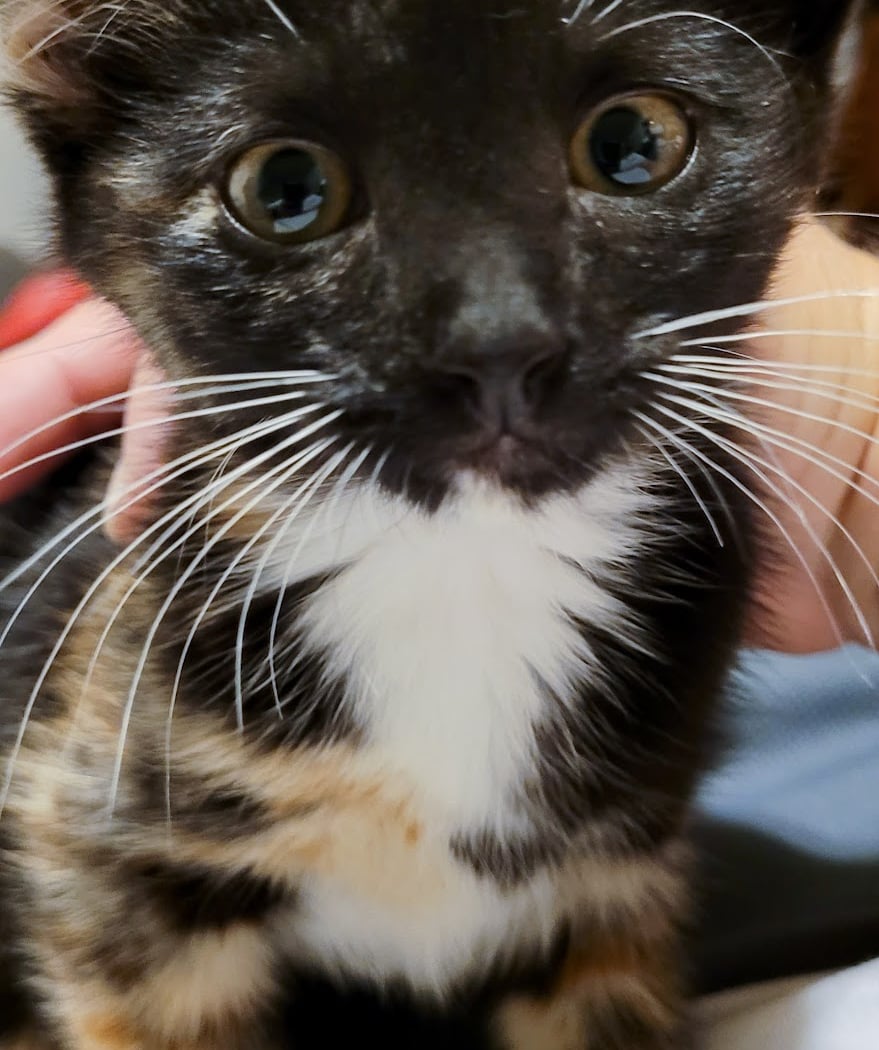 Humane Society Adoption Center 1