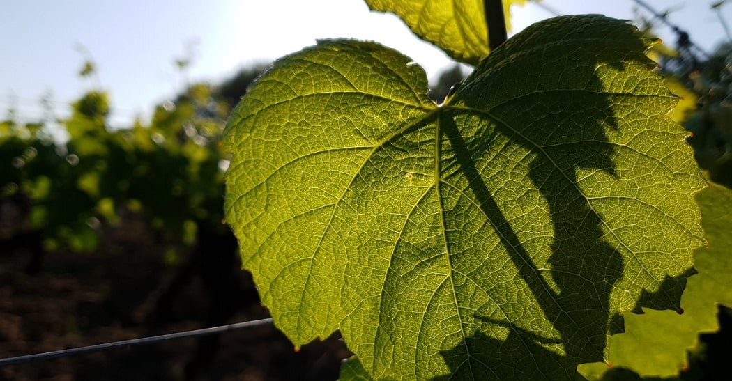 Domaine Du Haut Bourg 2