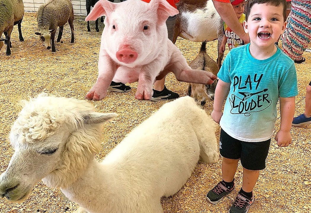 Little Explorers Petting Zoo 1