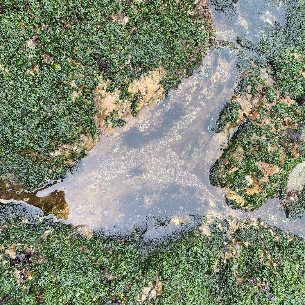 Tidepools 3