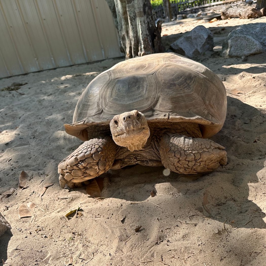 Gulf Breeze Zoo 2