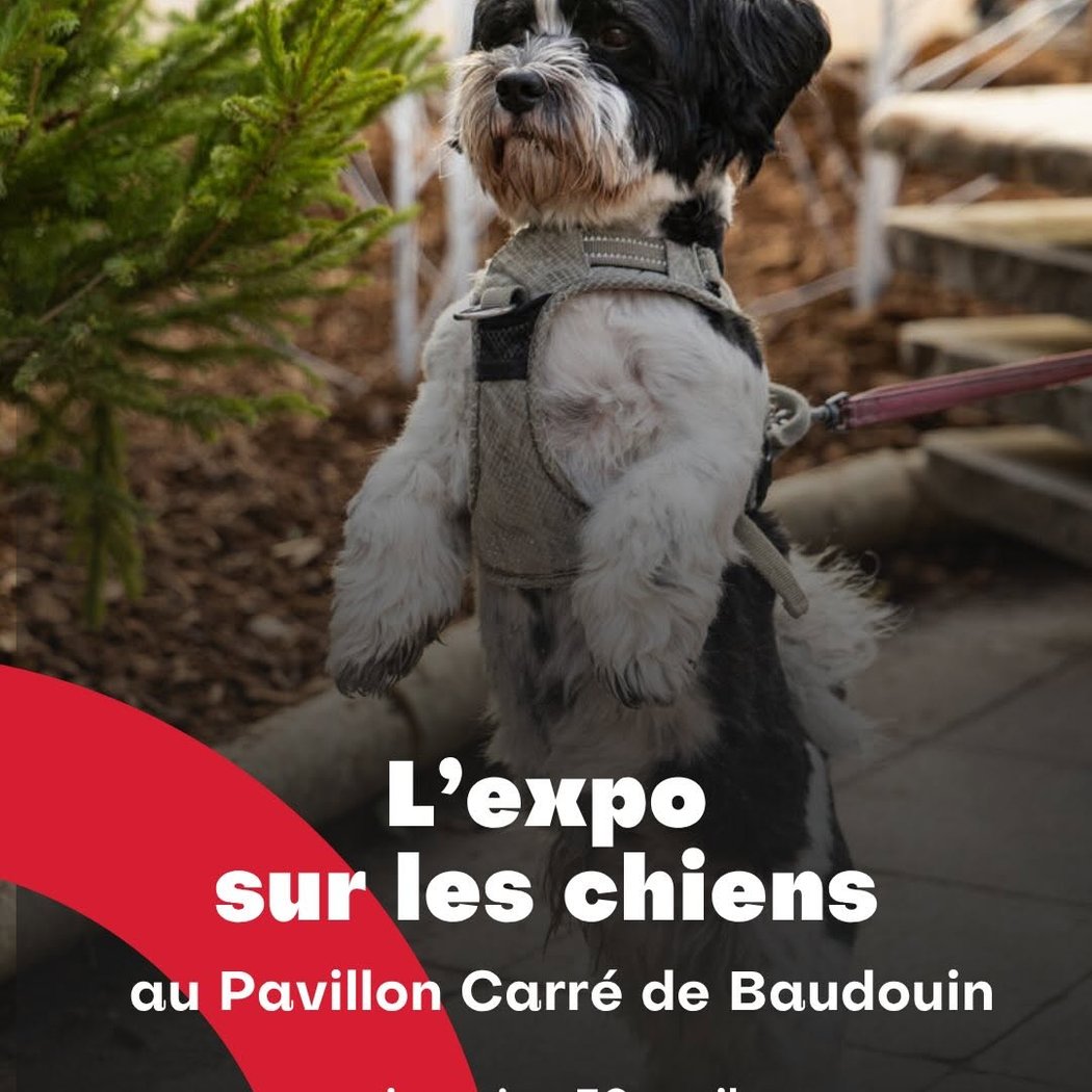 L'expo sur les chiens 1