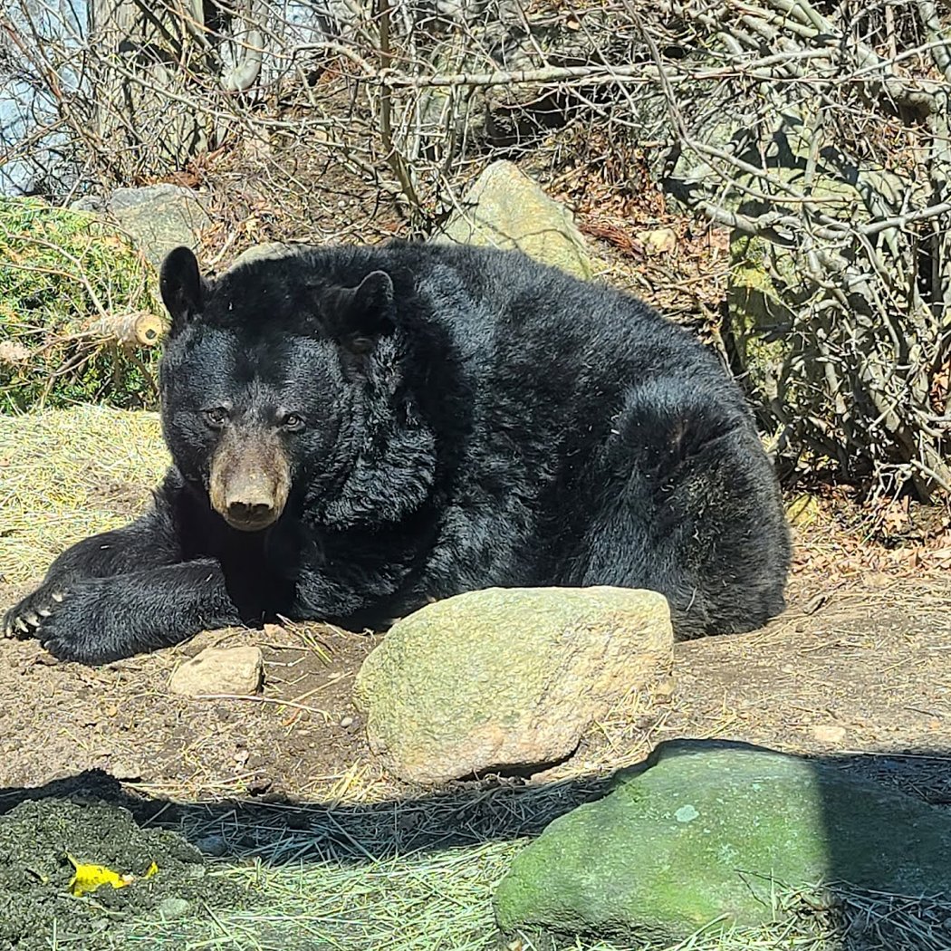 Buttonwood Park Zoo 2